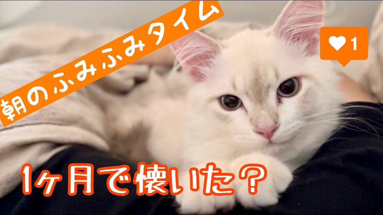 朝起こしに来る子猫！サイベリアン子猫と過ごす朝
