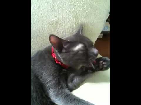 ぴけちゃん毛繕い中=^人^=