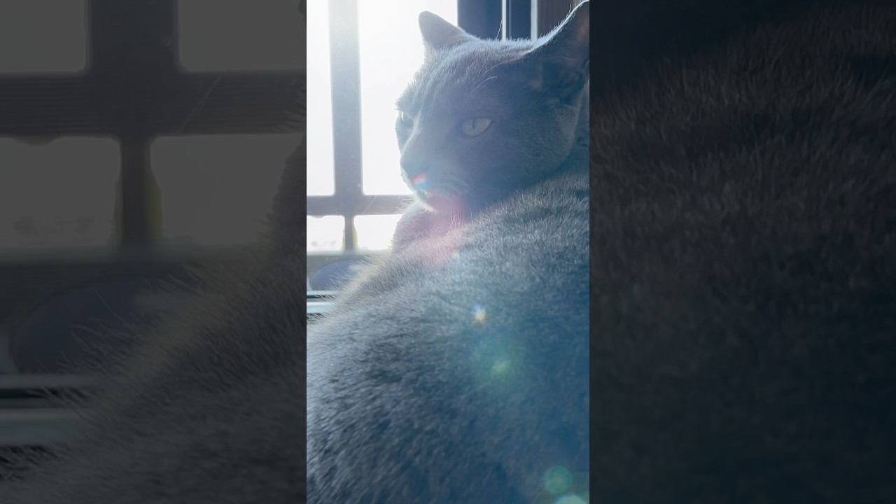 【ロシアンブルー】めろん、今日も穏やかに過ごせました😊【猫】#shorts