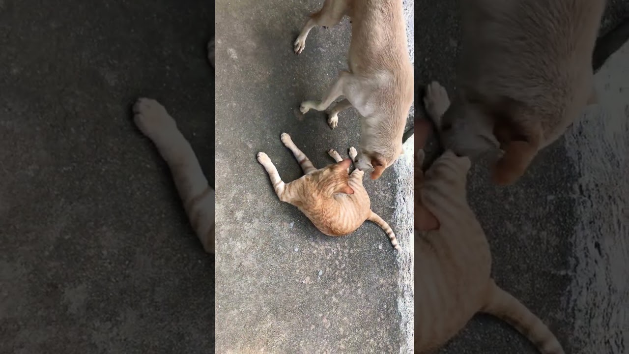 cutest and funniest golden brown cat & dog. cats lifestyle diary.funny cats vedios 🐶✅