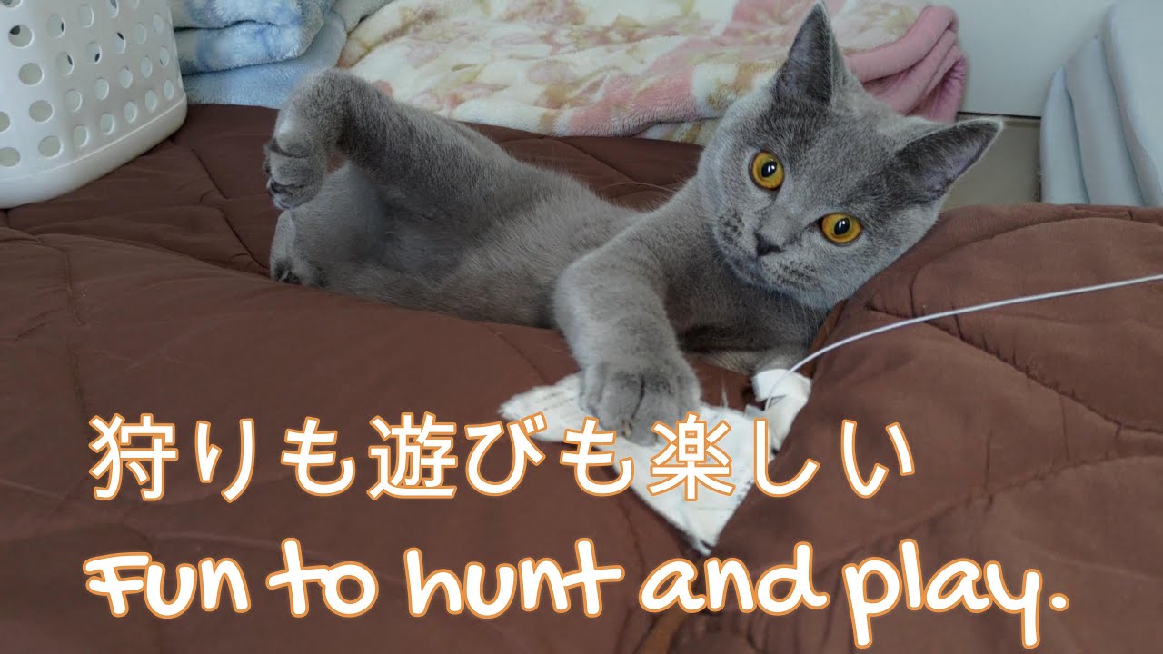 布団の上で狩りと遊びを楽しむ猫のシャルトリュー