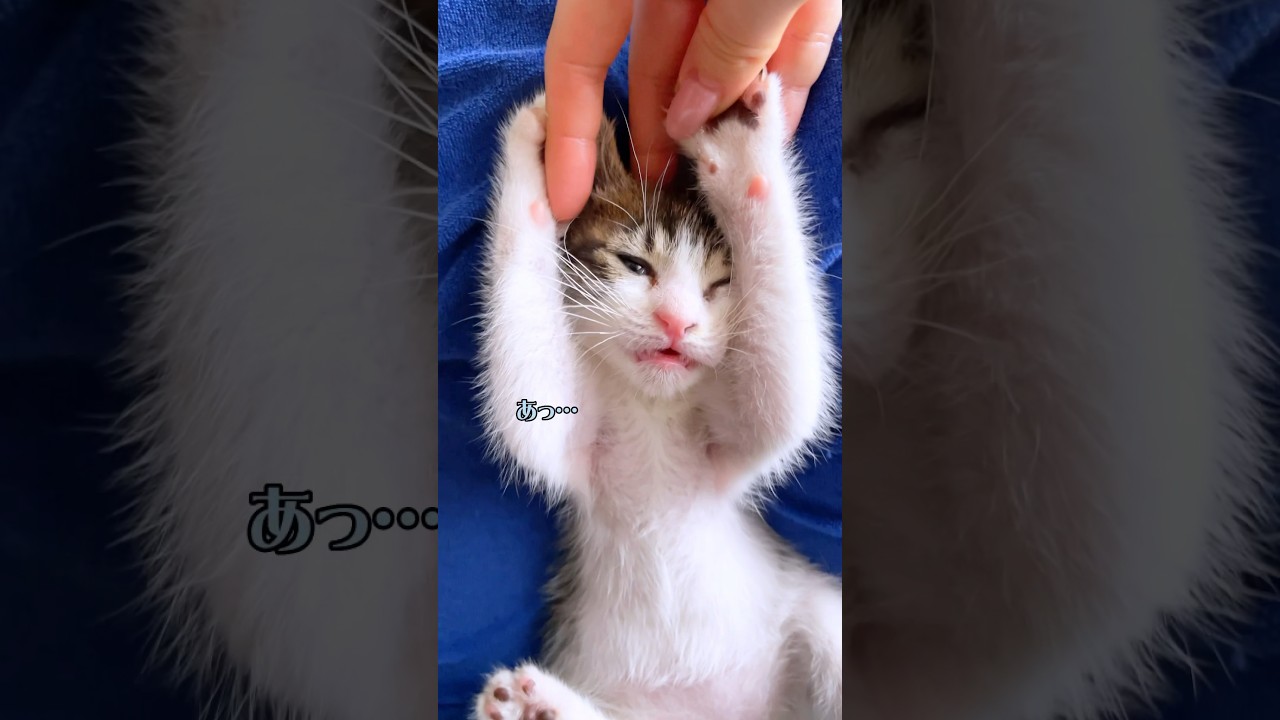 噛みつき子猫の口を咥えて反撃した結果が可愛すぎたwww【預かり保護猫】
