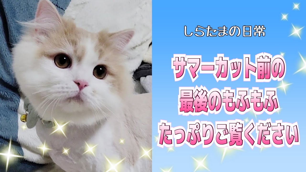サマーカット直前！？もふもふ最後の朝の様子がこちら笑#ラガマフィン #猫動画 #子猫 #サマーカット #cat