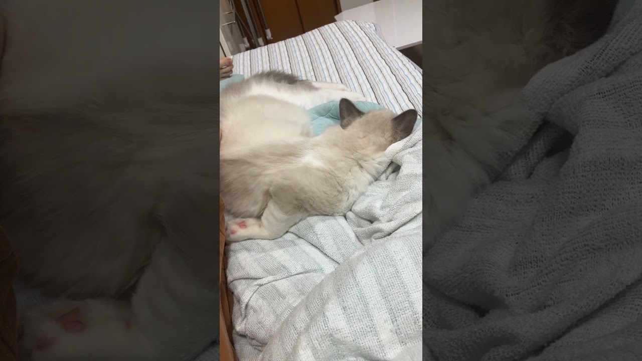 猫　添い寝