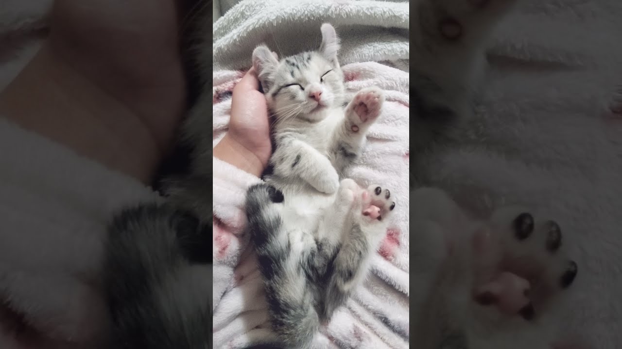 [子猫] (短足マンチカン×アメリカンカール)キンカロー~ヘソ天で寝る猫は可愛いです  #S3