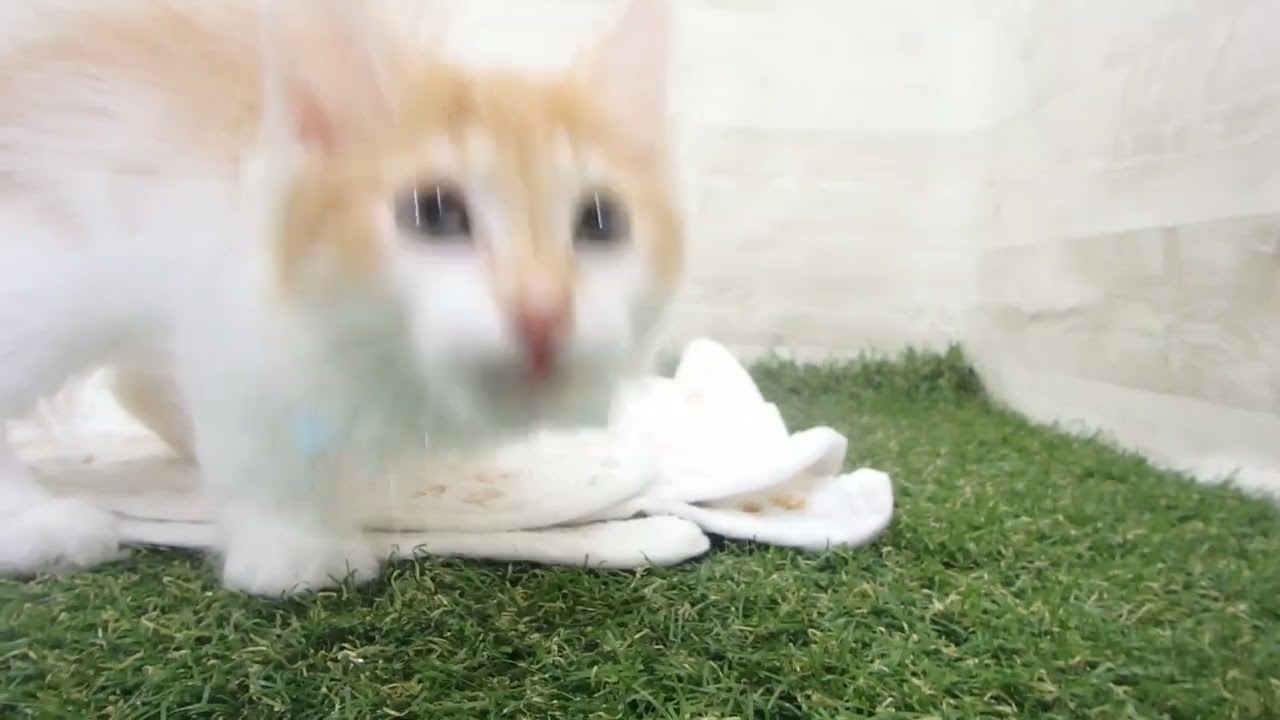 Coo&RIKU　No00638211 ノルウェージャン・フォレストキャット