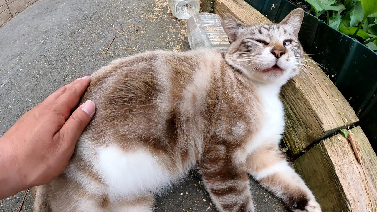 アメショー柄のシャム猫をモフったら、すごく嫌そうな顔をされた