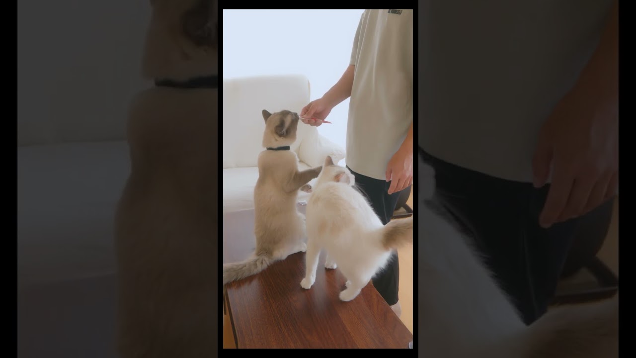 ピンポンなる前から2匹とも気づくのすごい　#猫 #ラグドール #ragdollcat