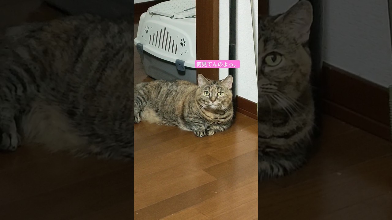 主の顔が見える位置が安心する短足マンチカンぴーち🐱🍑 #ねこ #マンチカン #短足マンチカン #きじとら #ペット #shorts #cat #munchkin #pet