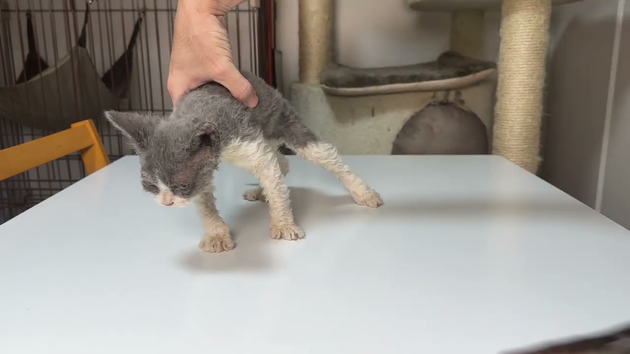 セルカークレックス（2023.6.2）