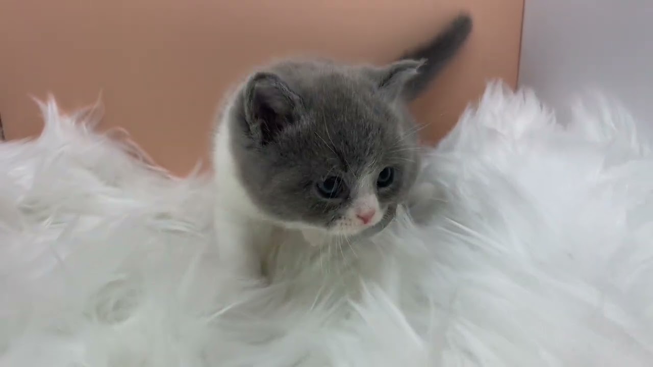 スコティッシュフォールド 【ブルーホワイト】スコ5匹兄妹の立ち耳ちゃん💕