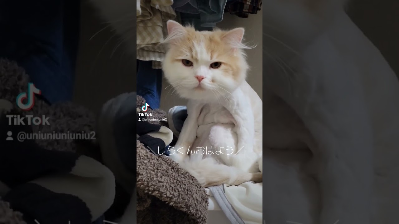 寝起きの子猫 #ラガマフィン #子猫 #癒し #サマーカット #shorts