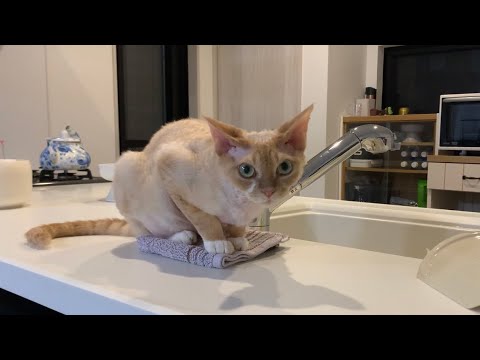 デボンレックス猫はお手拭きタオルの上に座るのが大好きです(Devon Rex cat likes sitting on a hand towel)