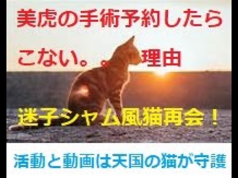 【病院予約したら美虎が来ない理由】迷子みたいなシャム風の猫に再会!活動と動画は天使たちが守護してくれていると感じたこと🌈