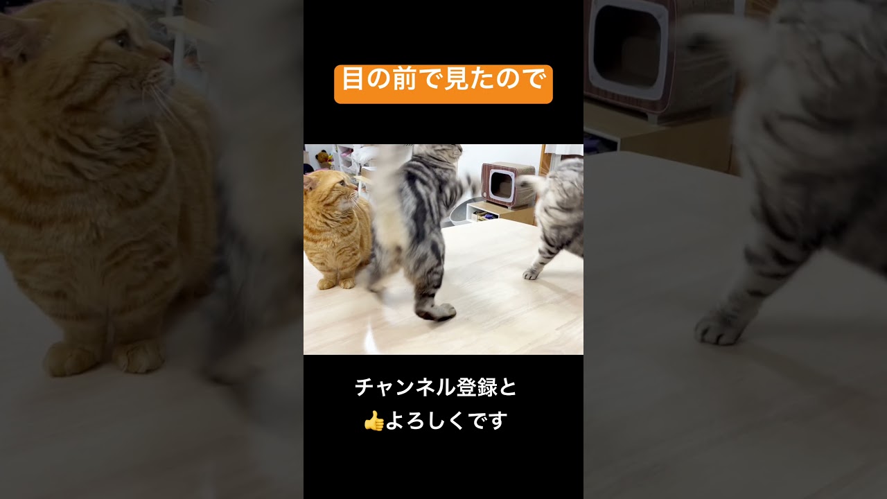 目の前ですごいパンチを目撃したマンチカンがぐるぐるパンチをしてみた！ #shorts