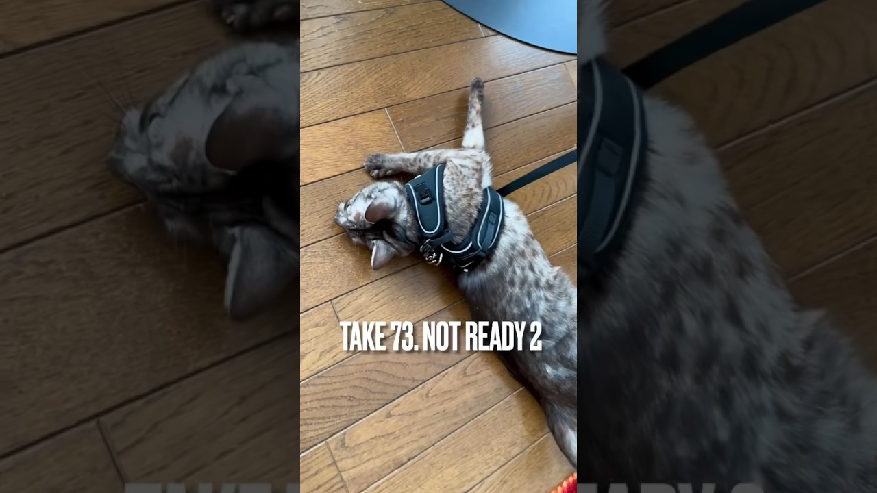 #ハーネス 練習 ほぼ#匍匐前進 にゃ💦 でも進歩が見られる #猫  #無理せず頑張ろう #エジプシャンマウ #playingcat  #shorts