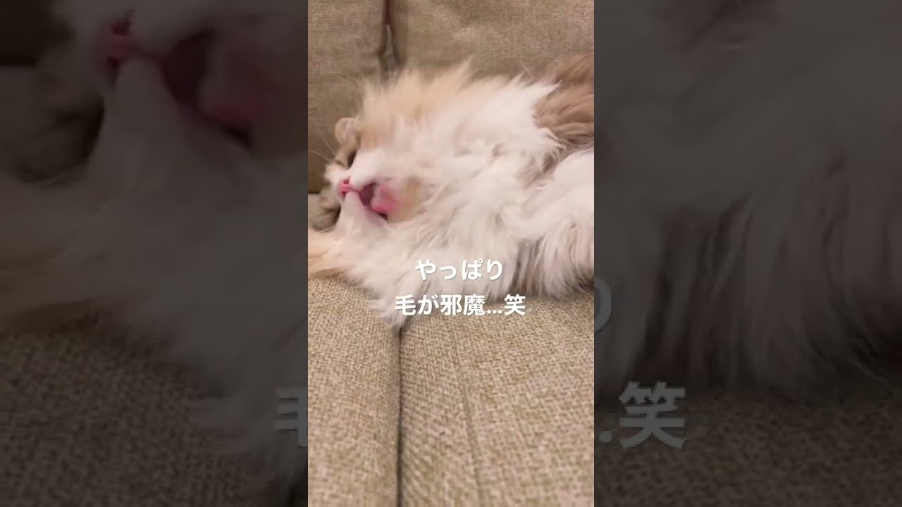 もふもふ過ぎて毛繕いしにくい猫ちゃん #shorts #ペット #ミヌエット