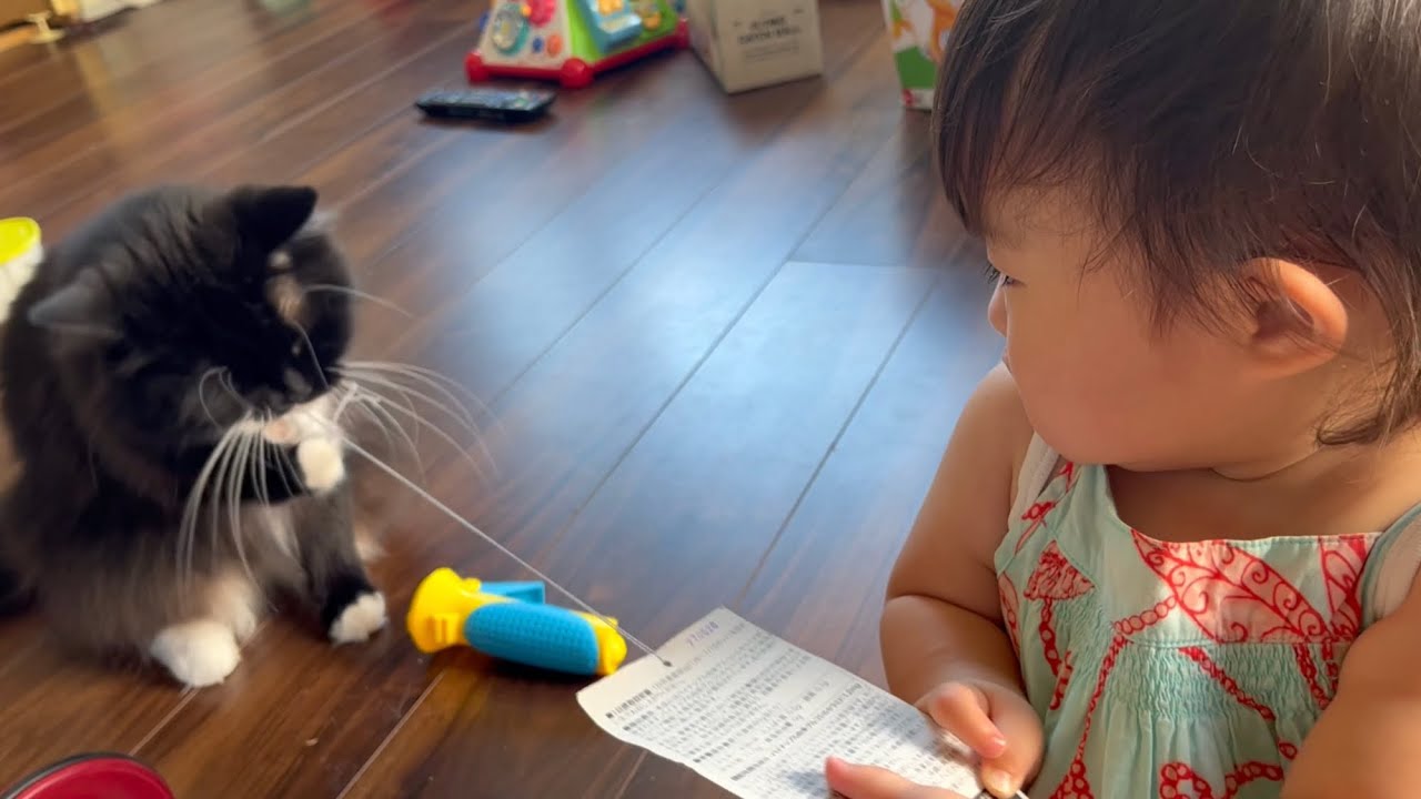 赤ちゃんが遊んでいたオモチャを奪い泣かせてしまう猫　ラガマフィン　cat that makes baby cry