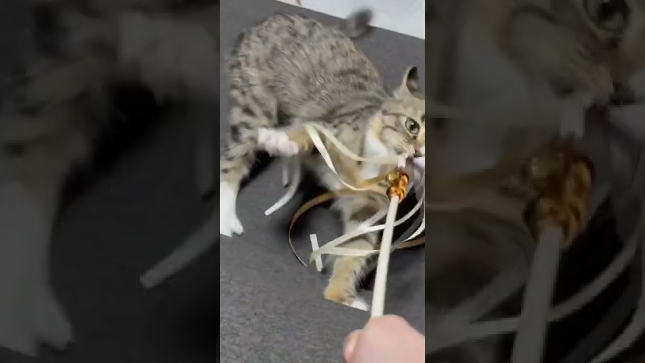 ねこと遊んでみたら思ったより激しかった #ねこ #猫 #猫動画 #猫じゃらし #猫のいる暮らし #キンカロー　#マンチカン #アメリカンカール