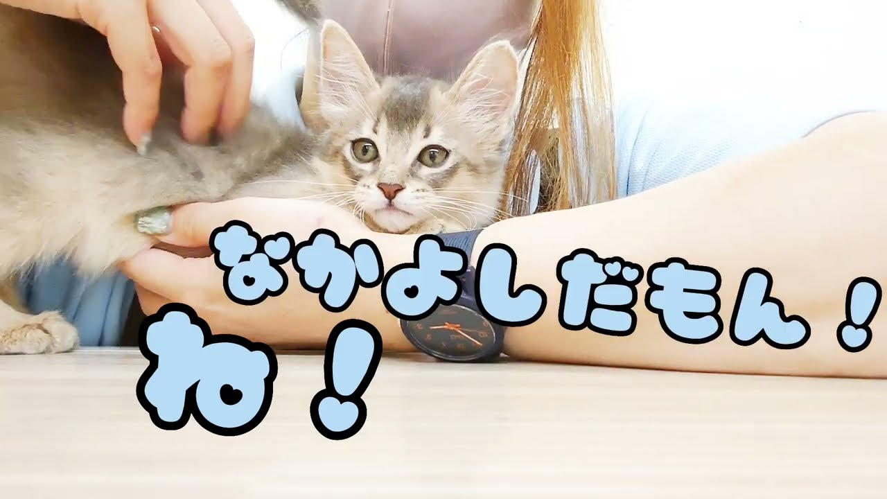 【ソマリ】抱っこ大好き！