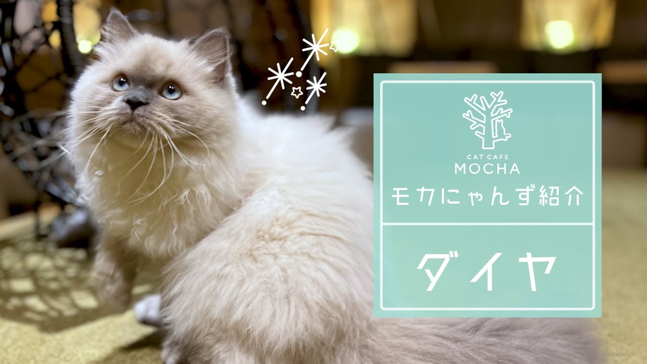 ダイヤ（ヒマラヤン♂）新宿店