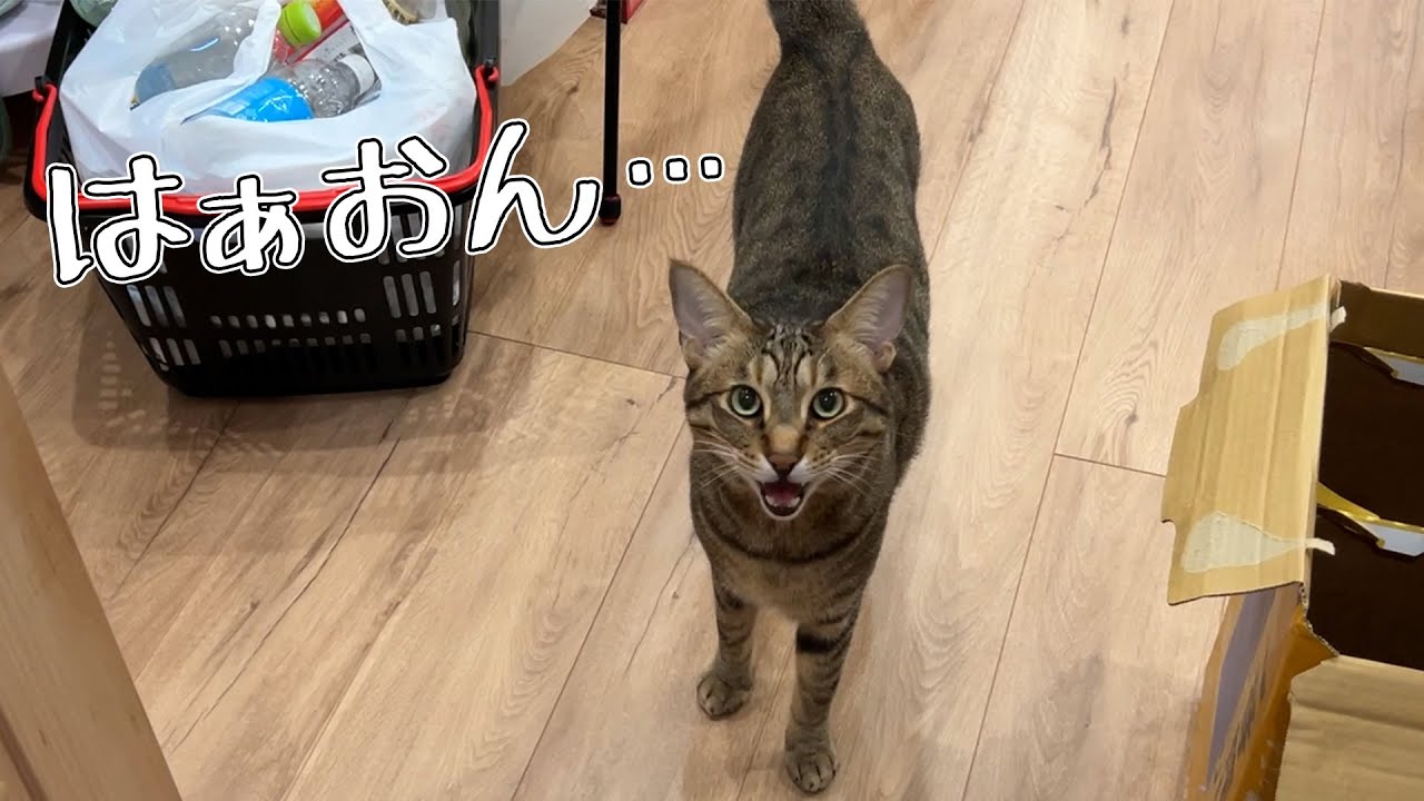 飼い主への呼びかけ方があまりにも可愛すぎるねこ。
