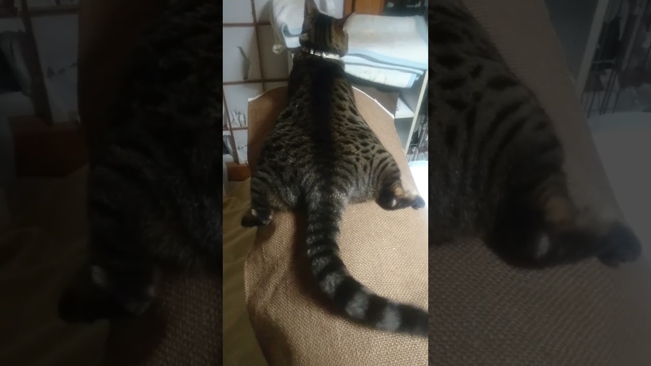 マタガリベンガル