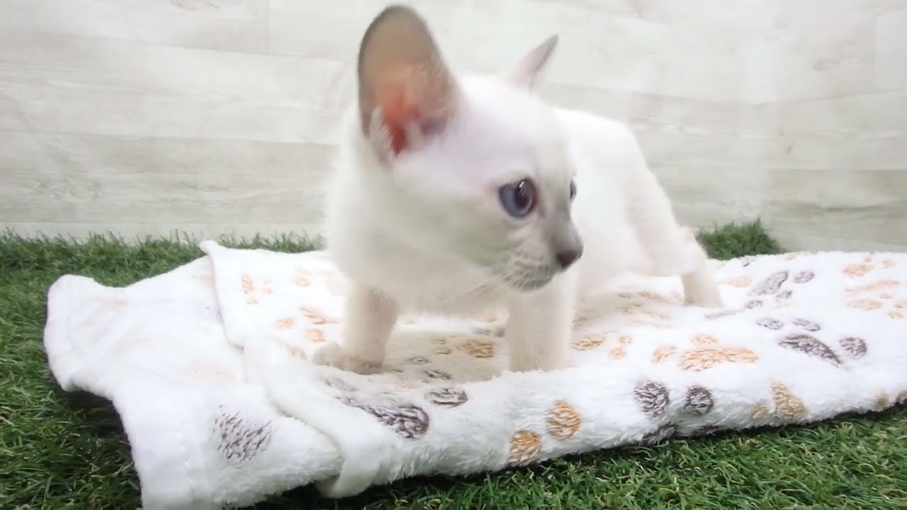 Coo&RIKU　No00637038 トンキニーズ