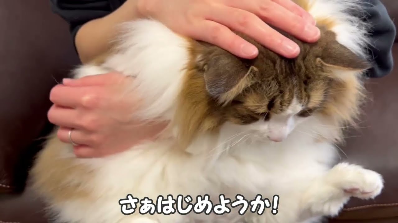 猫の爪切り【ノルウェージャンフォレストキャット】