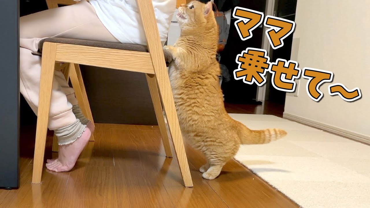 短足なりに頭を使って高いところに乗りたがる猫が賢くて可愛い！笑
