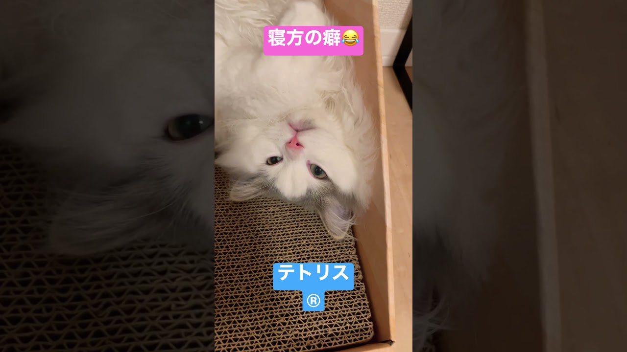 セルフテトリス #tetris #cat #ragamuffin #テトリス #ラガマフィン #猫 #shorts