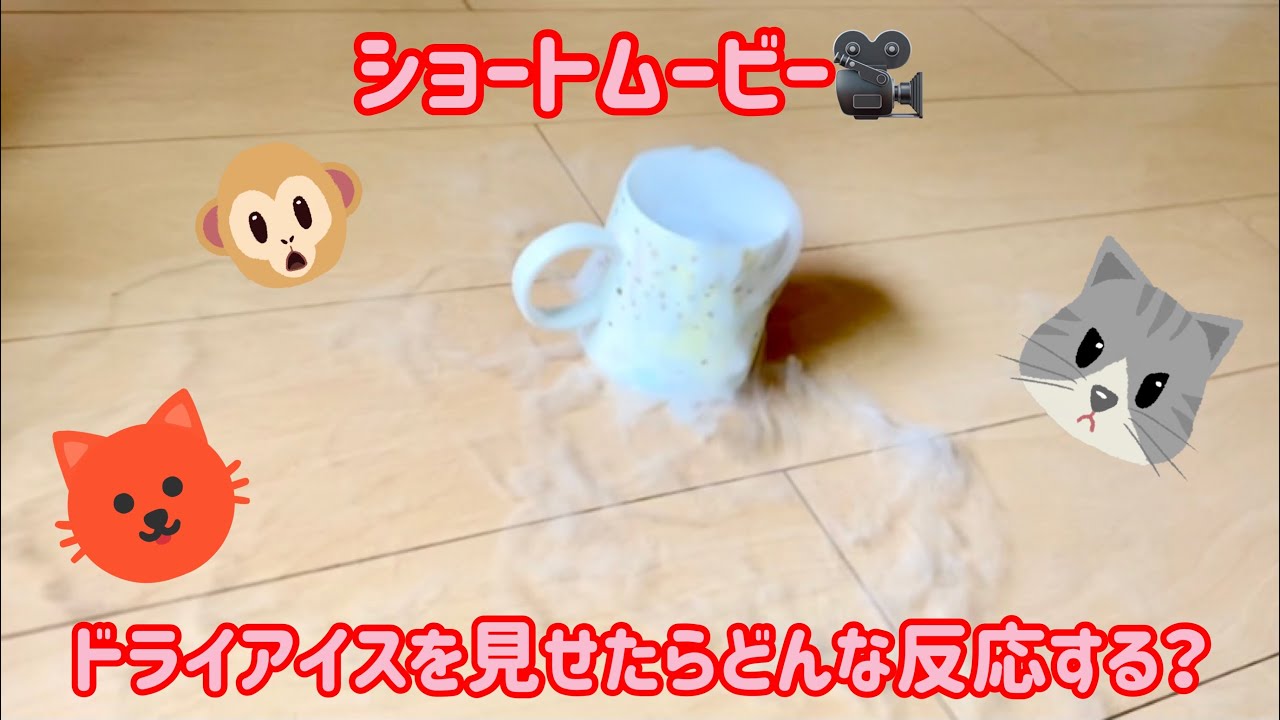 #shorts  ベンガル猫、ソマリ、ミーアキャットの三兄弟にドライアイスを見せたらどんな反応？🤣