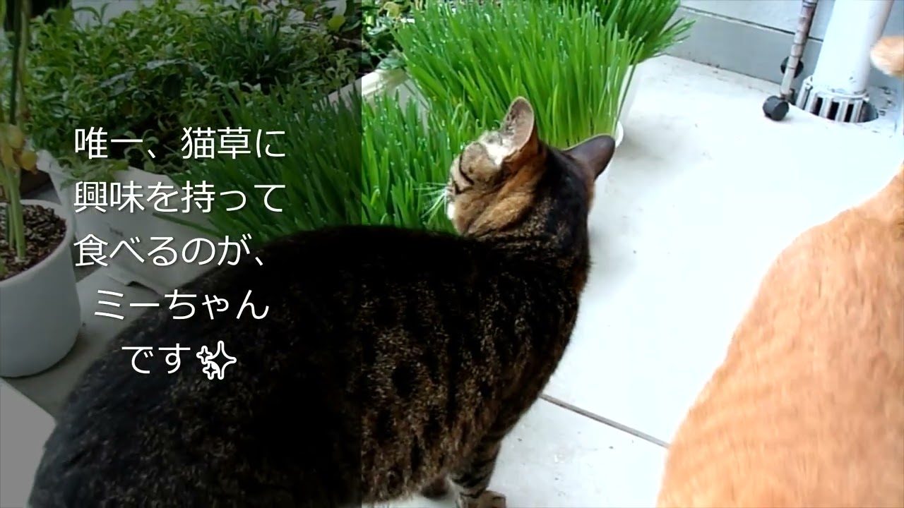 【猫草】食べる猫と食べない猫🐈【日本猫の3ニャン】