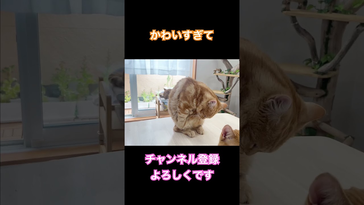 マンチカン立ちで毛繕いするちゃーぼーがかわいくてごめん #shorts
