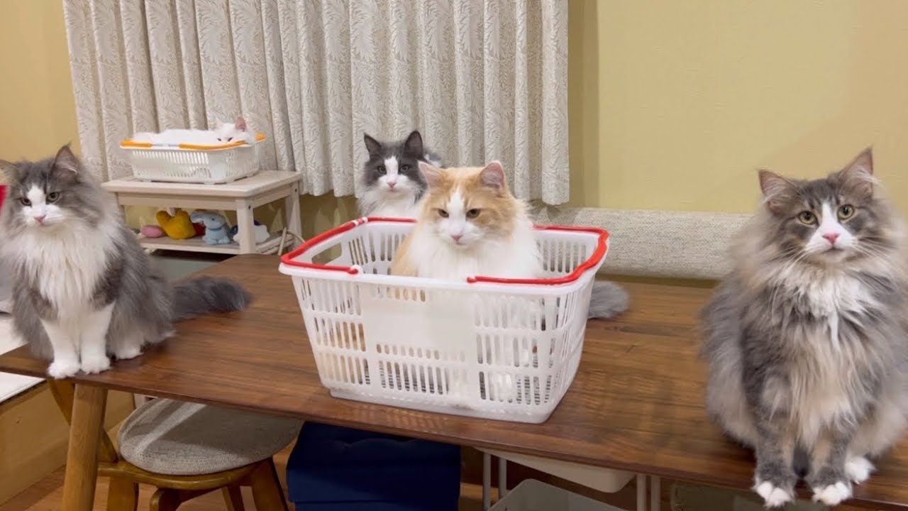 【全員集合‼︎】みんなでゴロゴロ、もふ猫たちに癒されよう✨ターキッシュアンゴラとノルウェージャンフォレストキャット