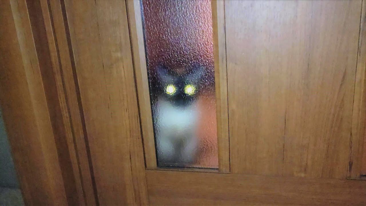 帰宅すると毎夜ここで待機してる猫シャムエ。ドア開けると😙
