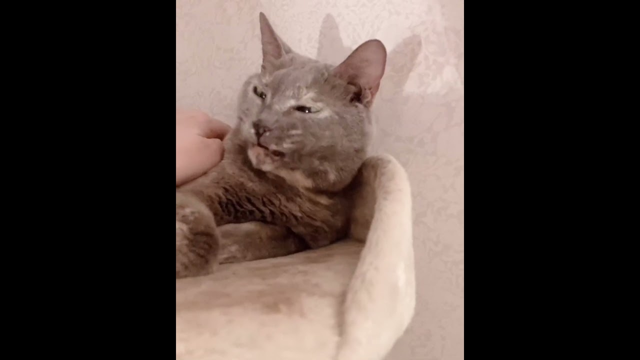 あくびして寝たモミちゃん