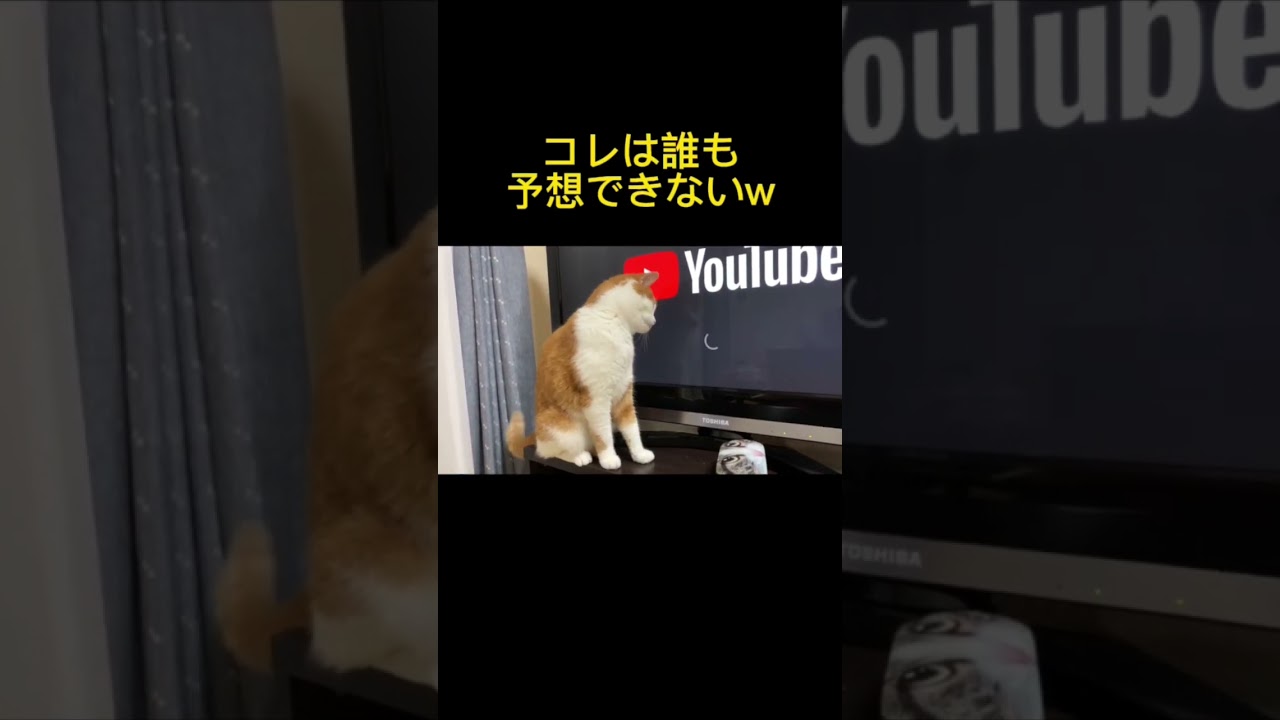 猫のこういうとこが好き。#猫 #スコティッシュフォールド #ねこのいる生活