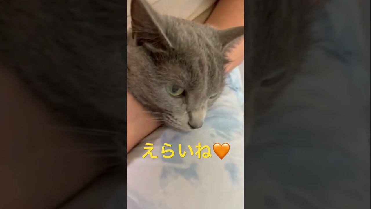 爪切りを頑張る！えらい猫（ロシアンブルー）#shorts