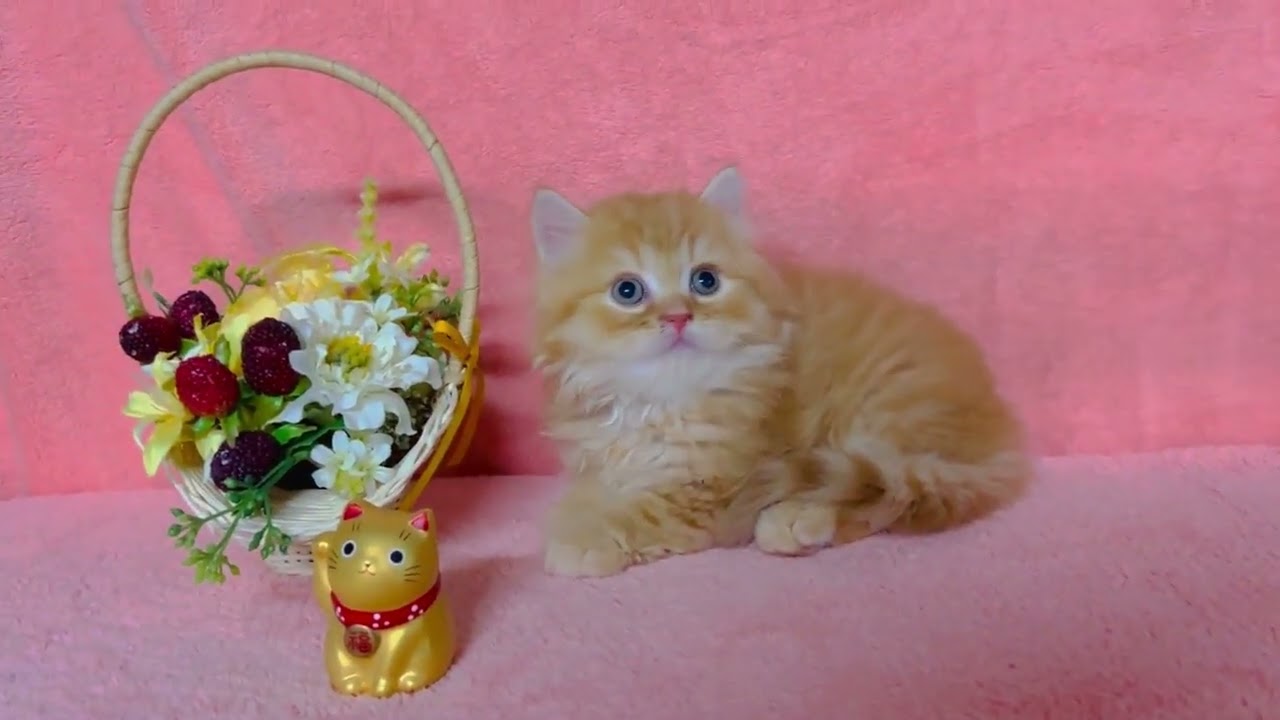 スコティッシュフォールドの男の子☆