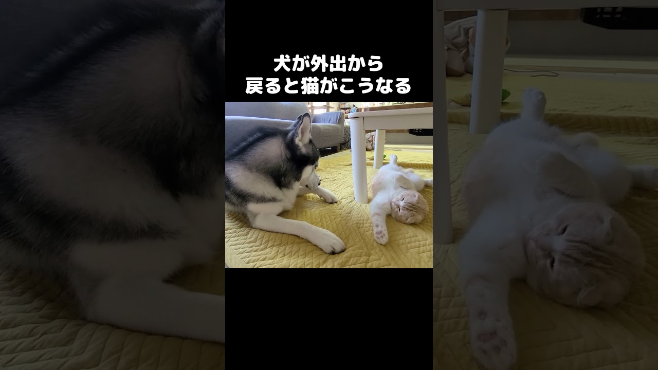 犬が外出から戻ると猫がこうなります...笑#shorts