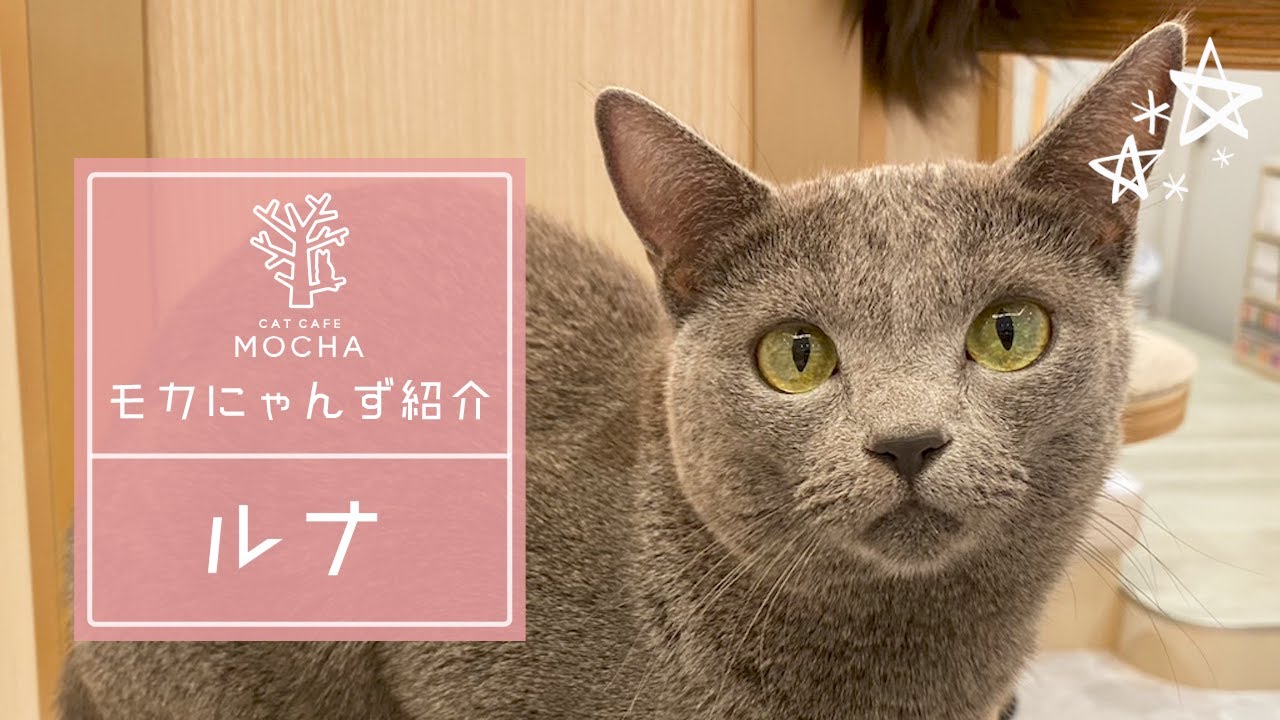 ルナ（ロシアンブルー♀）東久留米店