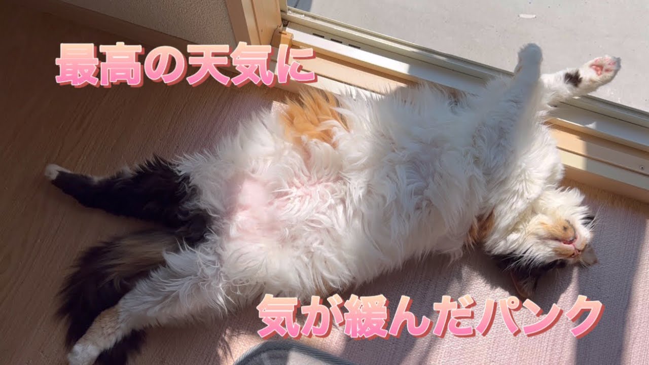 くつろぎ方が大胆💕可愛すぎたパンク❗️