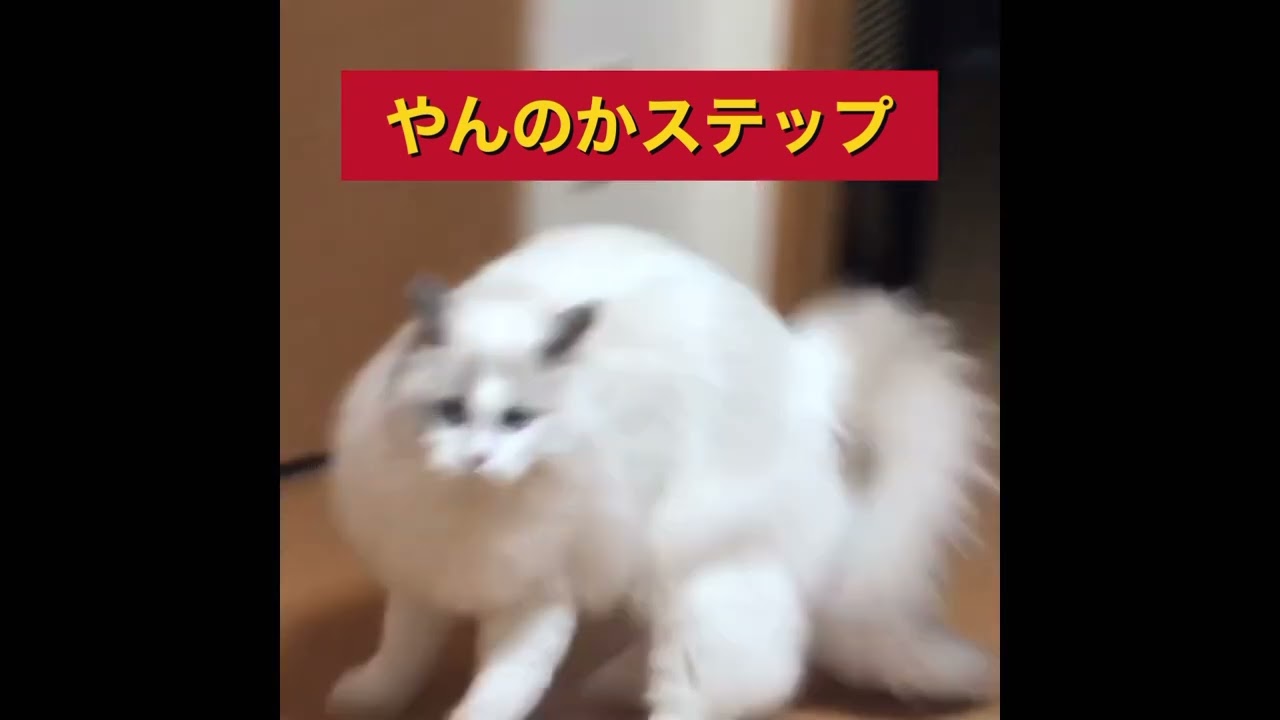 ラグドールのやんのかステップ4発(笑)   #やんのかステップ  #猫横歩き #ラグドール