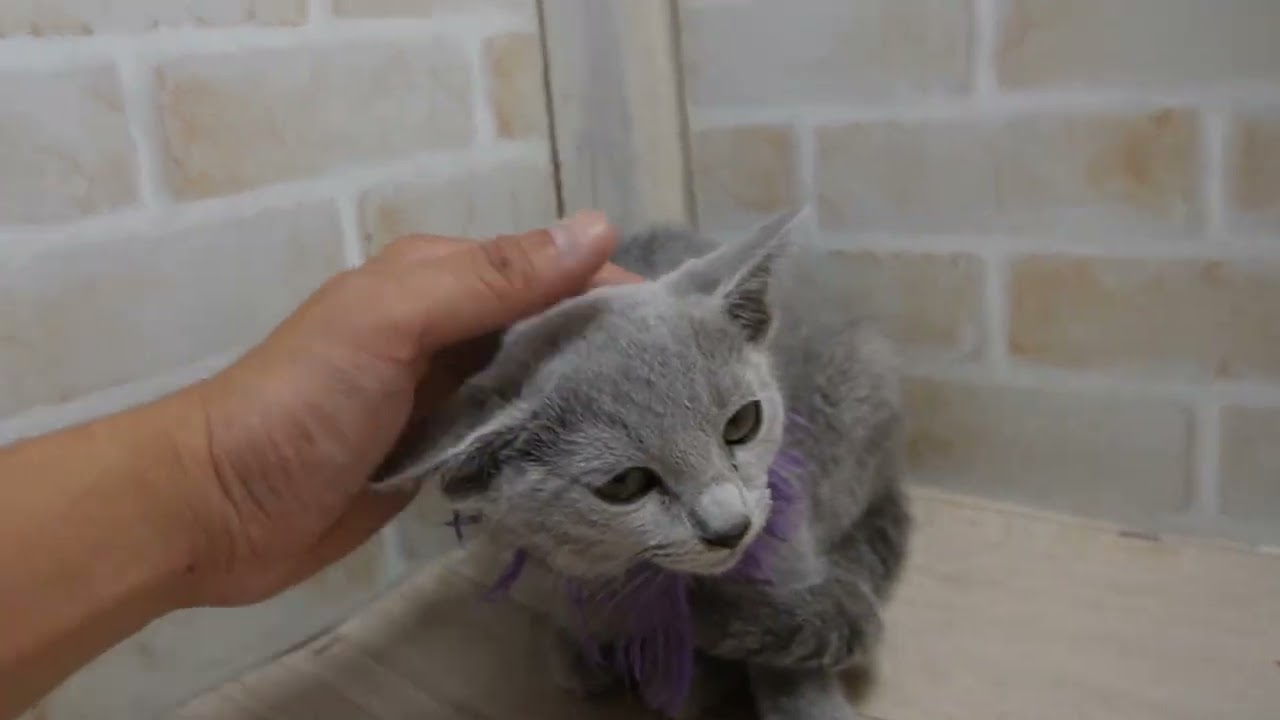 ロシアンブルー ブルーの綺麗なお顔立ちの女の子。