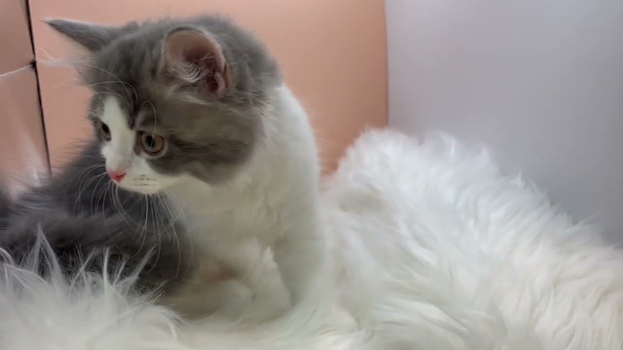 サイベリアン 【ブルータビーホワイト】元気なサイベ兄弟✨