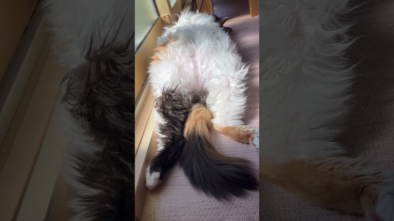 この動物はなんだ⁉︎ #cute #メインクーン