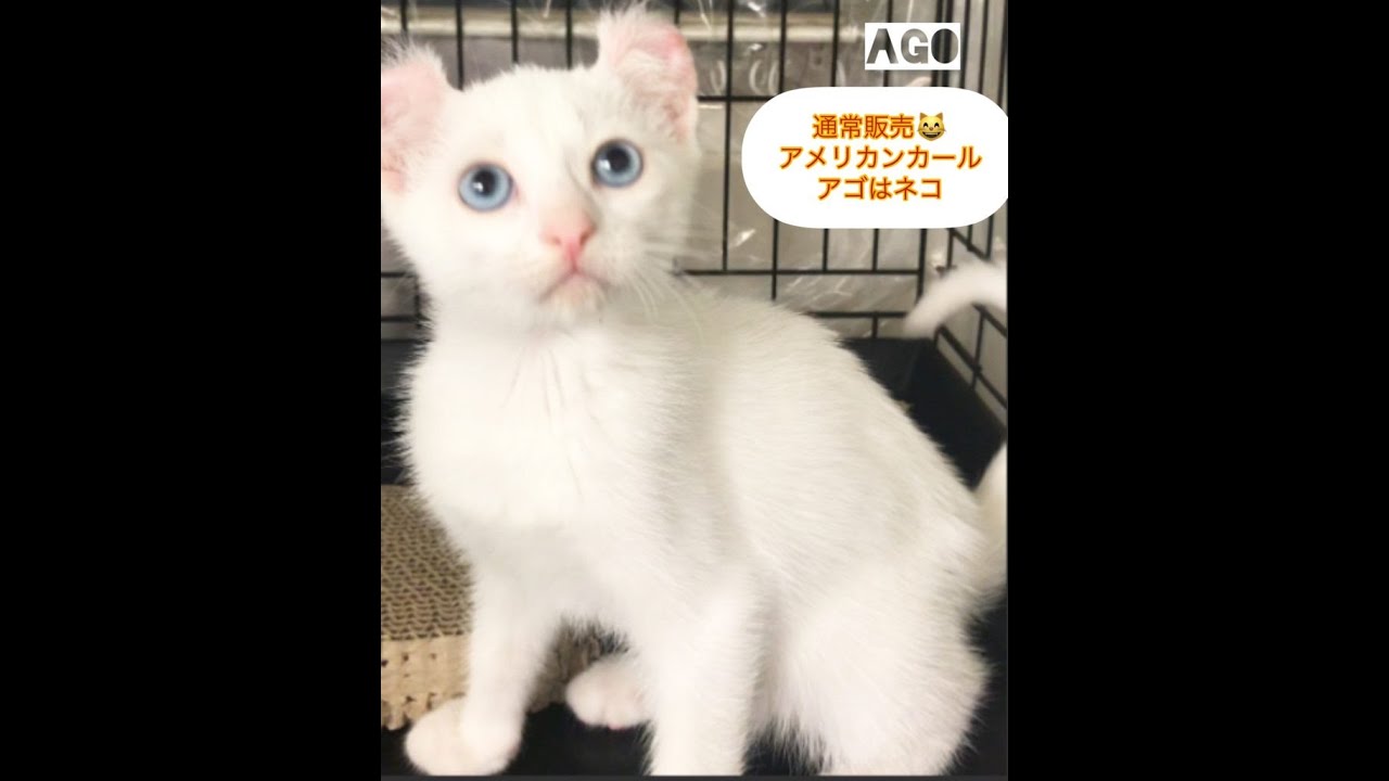 アメリカンカール😸通常販売の子猫ちゃん　😸　アゴはネコ