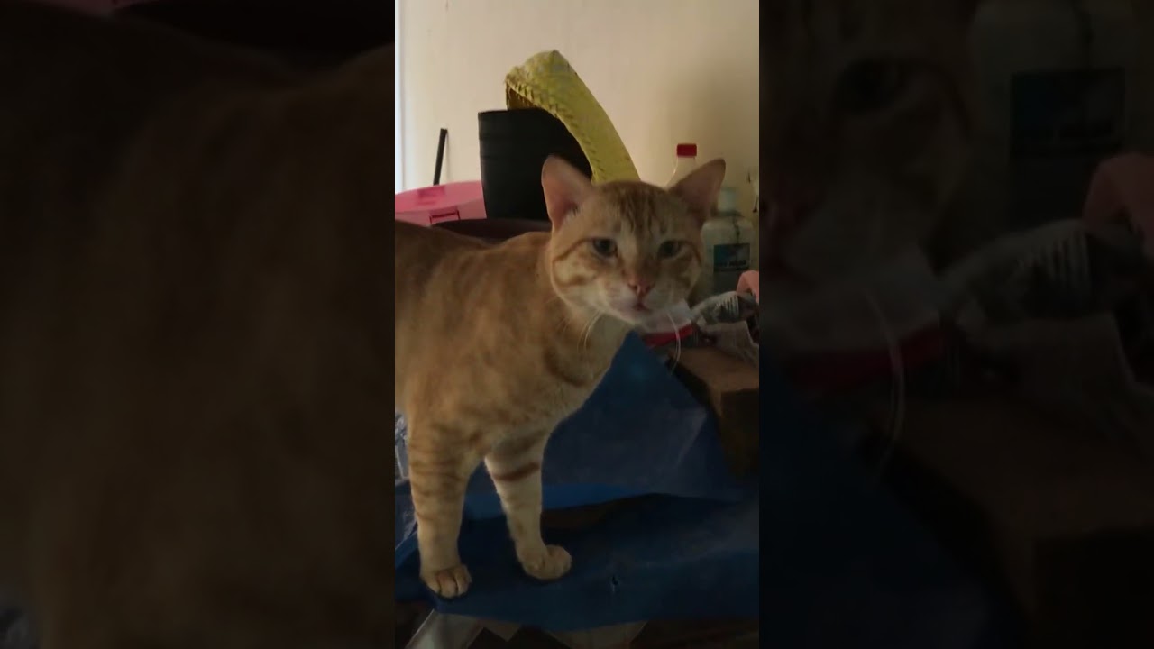 cutest and funniest golden brown cat. funny cat vedios. cats lifestyle diary ♥️🤩