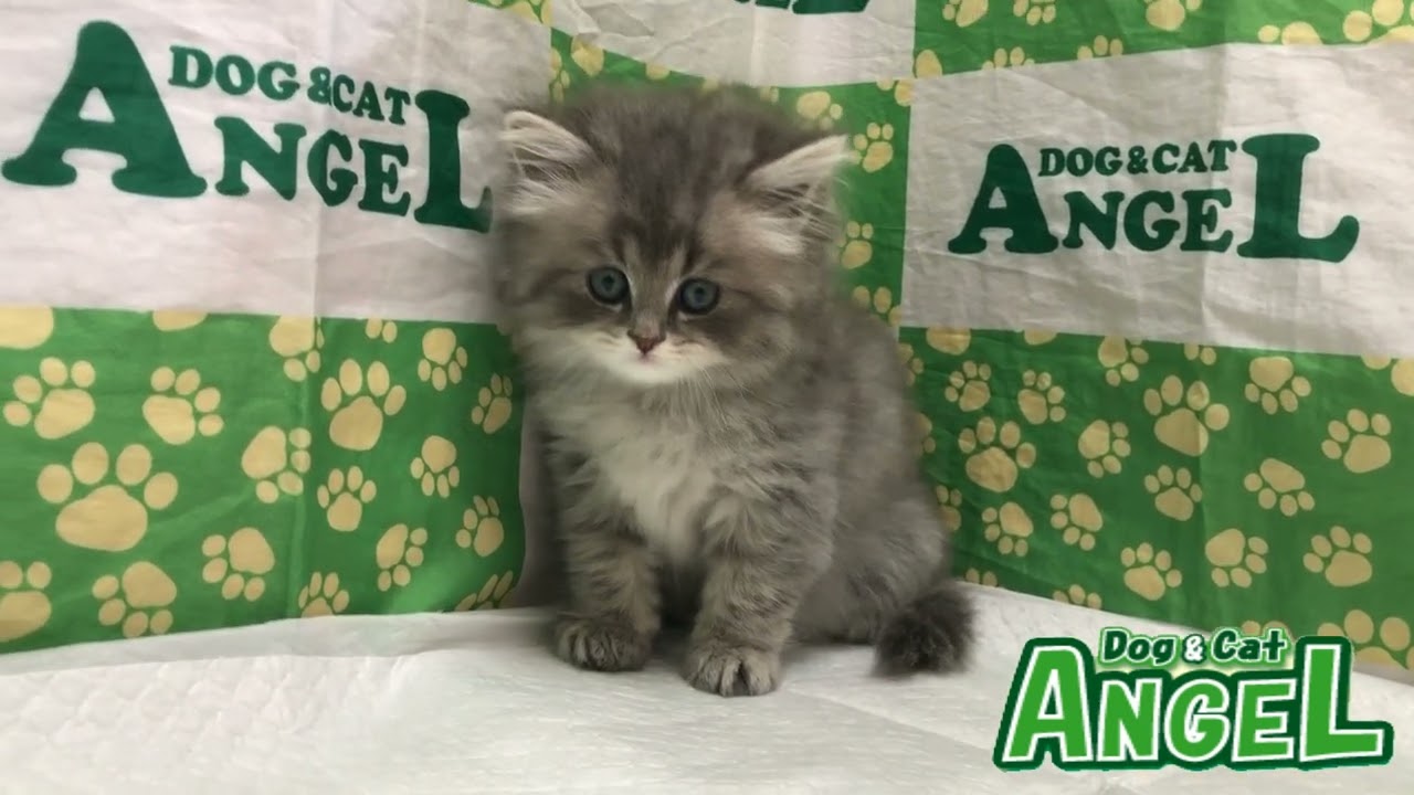 ペルシャ 2306093 【ペットショップエンゼル　子犬・子猫販売】